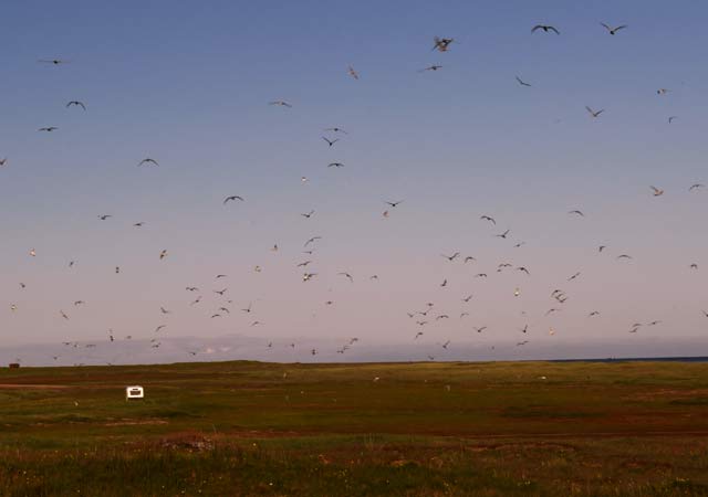 Goðafoss (Westseite). Das Wasser sucht sich seinen Weg in die Tiefe